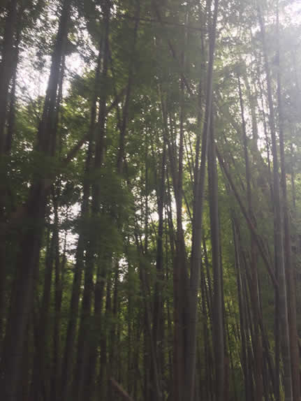 Shakuhachi Bamboo
