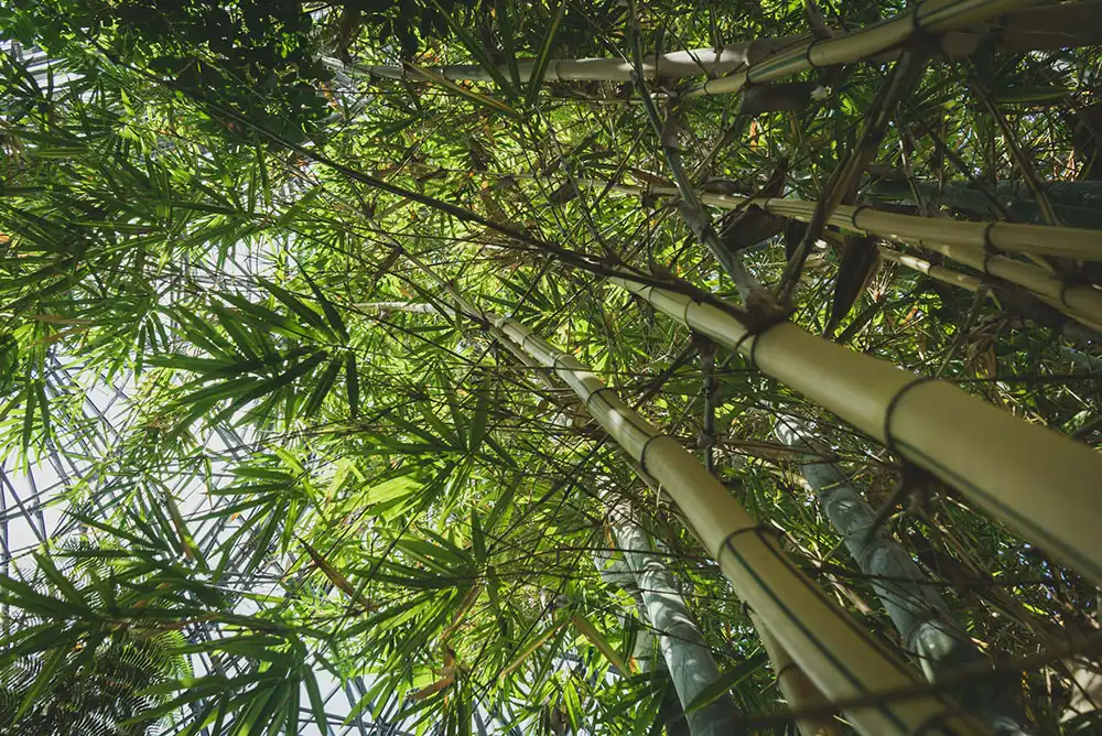 A low-angle view of tall bamboo stalks with green leaves forming a dense sunlit canopy