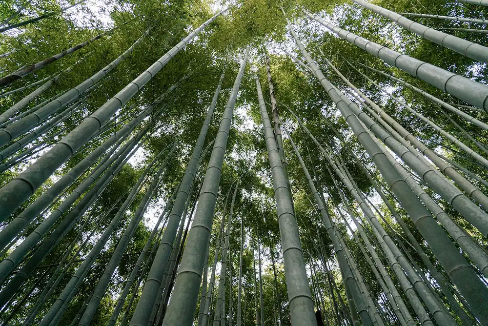 A green bamboo forest