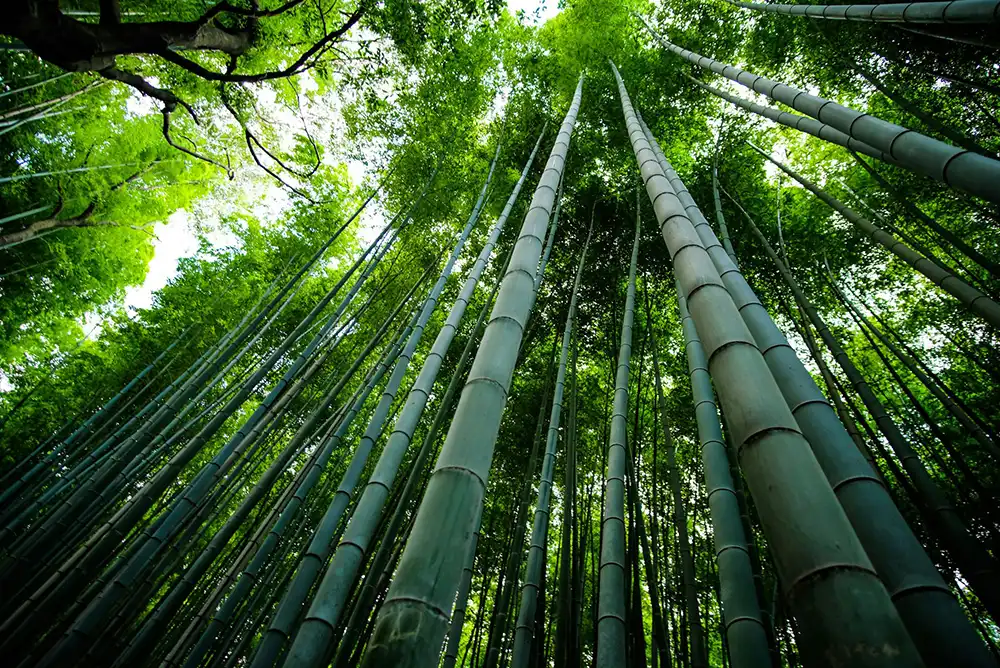 A photograph of tall bamboo stalks growing upwards in a forest